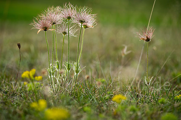 Gemeine Kuhschelle (Pulsatilla vulgaris)