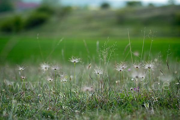 Gemeine Kuhschelle (Pulsatilla vulgaris)