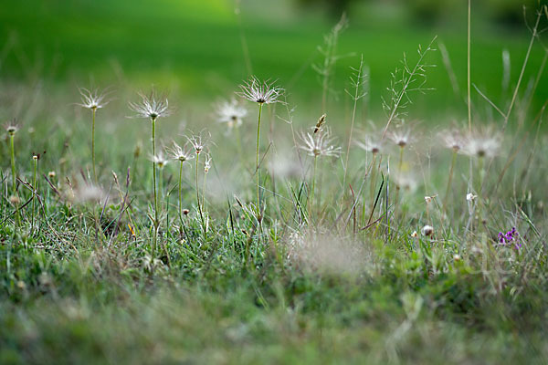 Gemeine Kuhschelle (Pulsatilla vulgaris)