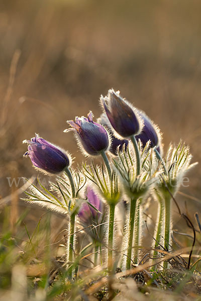 Gemeine Kuhschelle (Pulsatilla vulgaris)