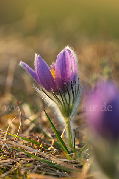 Gemeine Kuhschelle (Pulsatilla vulgaris)