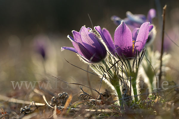 Gemeine Kuhschelle (Pulsatilla vulgaris)