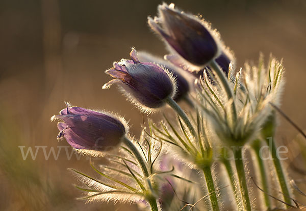 Gemeine Kuhschelle (Pulsatilla vulgaris)