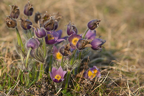 Gemeine Kuhschelle (Pulsatilla vulgaris)