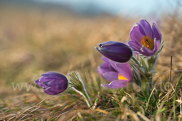 Gemeine Kuhschelle (Pulsatilla vulgaris)