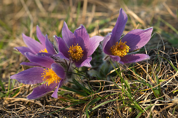 Gemeine Kuhschelle (Pulsatilla vulgaris)