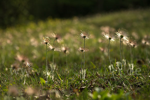 Gemeine Kuhschelle (Pulsatilla vulgaris)