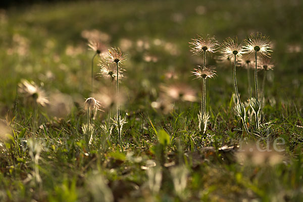 Gemeine Kuhschelle (Pulsatilla vulgaris)