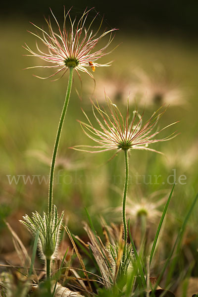 Gemeine Kuhschelle (Pulsatilla vulgaris)