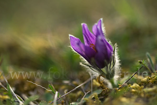 Gemeine Kuhschelle (Pulsatilla vulgaris)