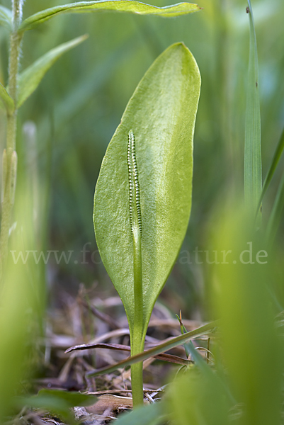 Gemeine Natternzunge (Ophioglossum vulgatum)