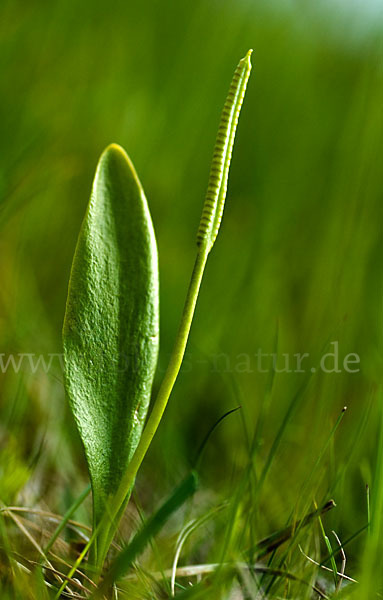 Gemeine Natternzunge (Ophioglossum vulgatum)