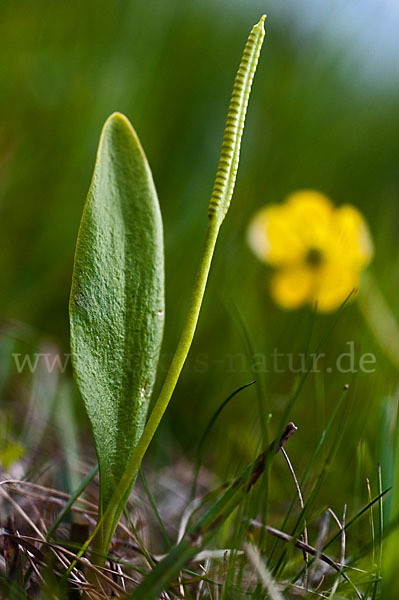 Gemeine Natternzunge (Ophioglossum vulgatum)