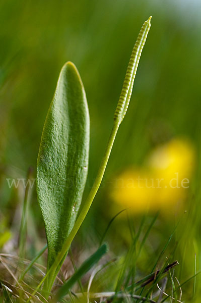 Gemeine Natternzunge (Ophioglossum vulgatum)