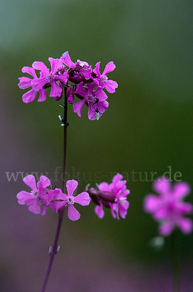 Gemeine Pechnelke (Lychnis viscaria)