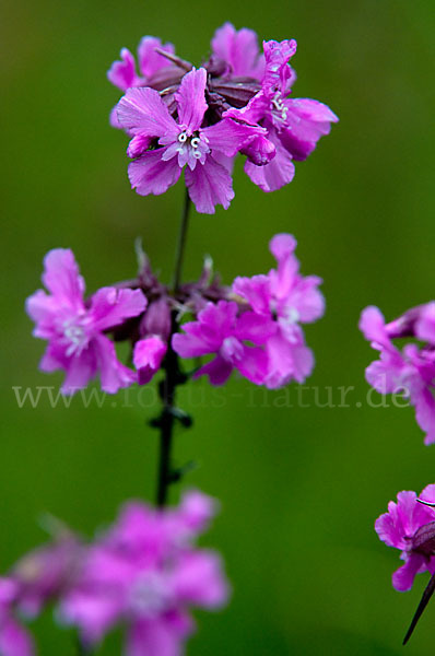 Gemeine Pechnelke (Lychnis viscaria)