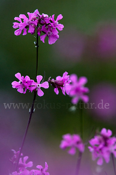 Gemeine Pechnelke (Lychnis viscaria)