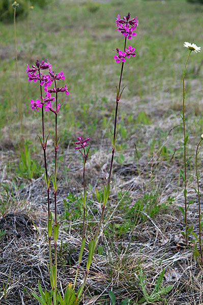 Gemeine Pechnelke (Lychnis viscaria)