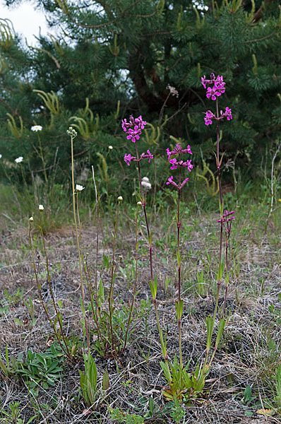 Gemeine Pechnelke (Lychnis viscaria)