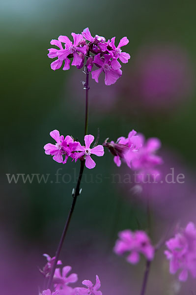 Gemeine Pechnelke (Lychnis viscaria)