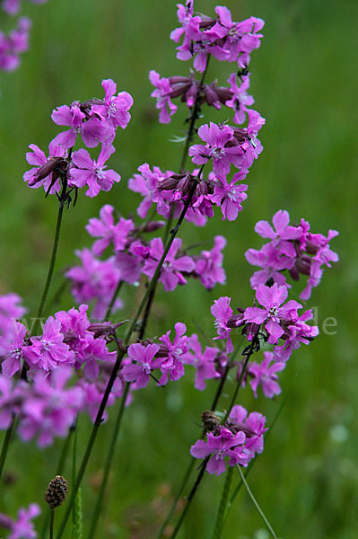 Gemeine Pechnelke (Lychnis viscaria)