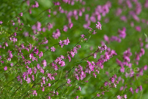 Gemeine Pechnelke (Lychnis viscaria)