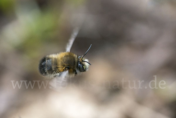 Gemeine Pelzbiene (Anthophora plumipes)