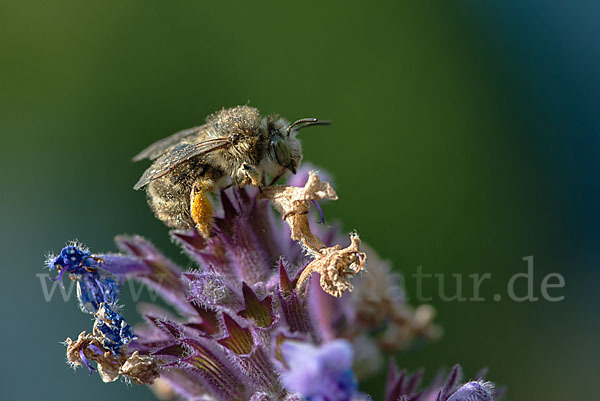 Gemeine Pelzbiene (Anthophora plumipes)