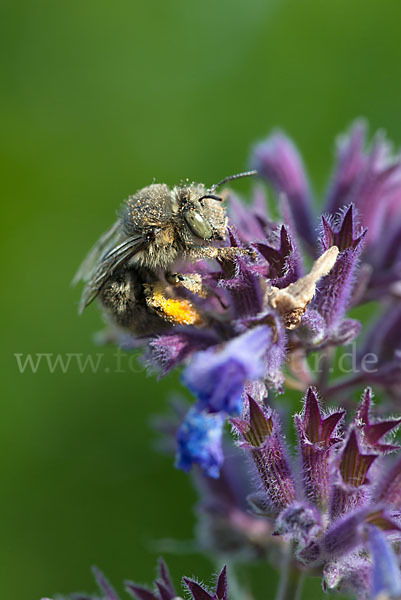 Gemeine Pelzbiene (Anthophora plumipes)