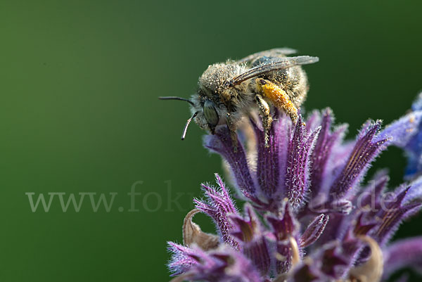 Gemeine Pelzbiene (Anthophora plumipes)