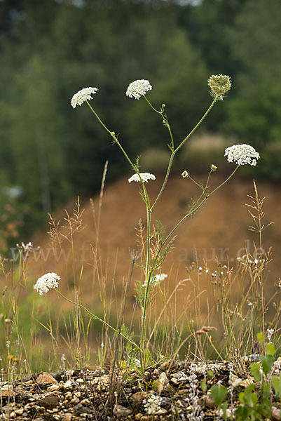 Gemeine Schafgarbe (Achillea millefolium)