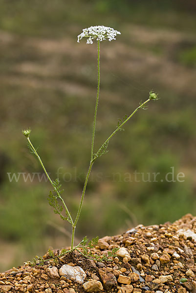 Gemeine Schafgarbe (Achillea millefolium)