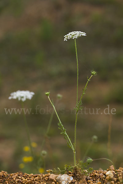 Gemeine Schafgarbe (Achillea millefolium)