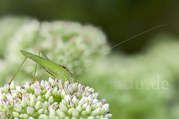 Gemeine Sichelschrecke (Phaneroptera falcata)