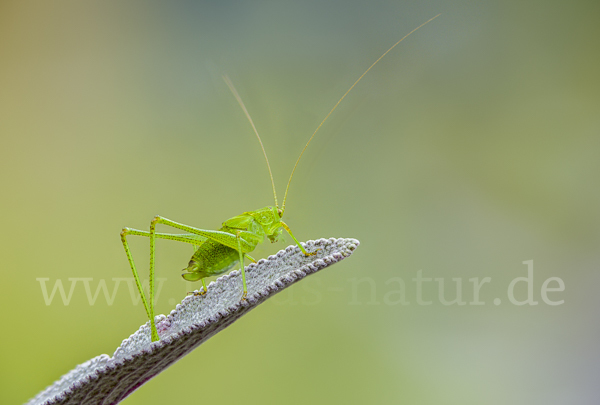 Gemeine Sichelschrecke (Phaneroptera falcata)