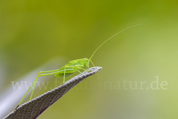 Gemeine Sichelschrecke (Phaneroptera falcata)