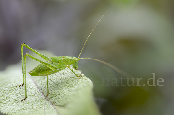 Gemeine Sichelschrecke (Phaneroptera falcata)