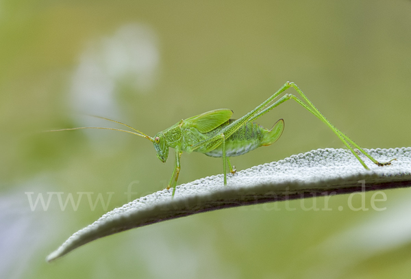 Gemeine Sichelschrecke (Phaneroptera falcata)