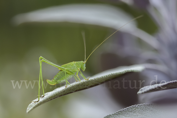 Gemeine Sichelschrecke (Phaneroptera falcata)