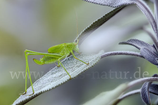 Gemeine Sichelschrecke (Phaneroptera falcata)