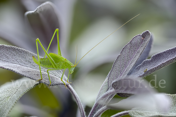 Gemeine Sichelschrecke (Phaneroptera falcata)