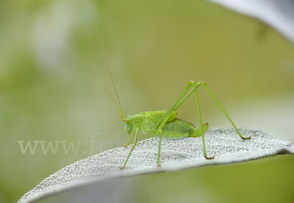 Gemeine Sichelschrecke (Phaneroptera falcata)