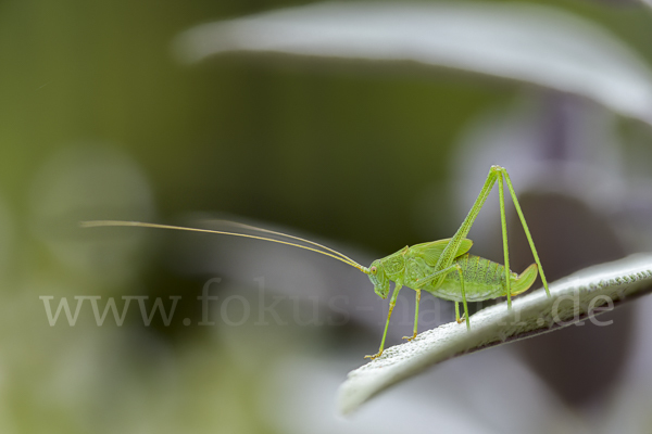 Gemeine Sichelschrecke (Phaneroptera falcata)