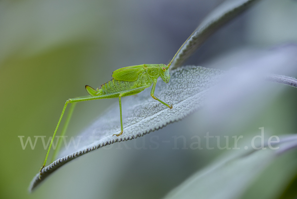 Gemeine Sichelschrecke (Phaneroptera falcata)