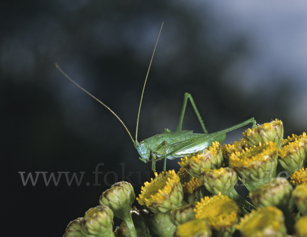 Gemeine Sichelschrecke (Phaneroptera falcata)