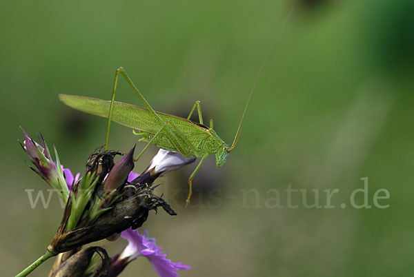 Gemeine Sichelschrecke (Phaneroptera falcata)