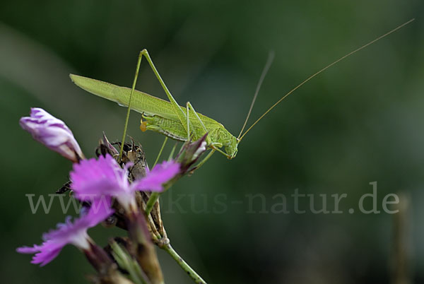 Gemeine Sichelschrecke (Phaneroptera falcata)