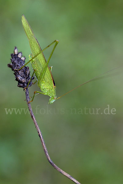 Gemeine Sichelschrecke (Phaneroptera falcata)