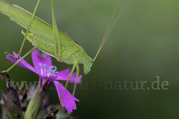 Gemeine Sichelschrecke (Phaneroptera falcata)