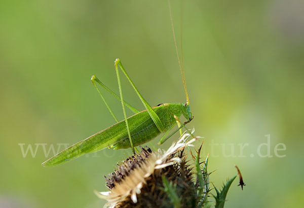 Gemeine Sichelschrecke (Phaneroptera falcata)